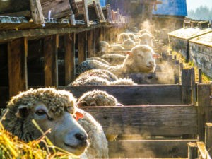 Accommodation | aveley heritage sheep ranch