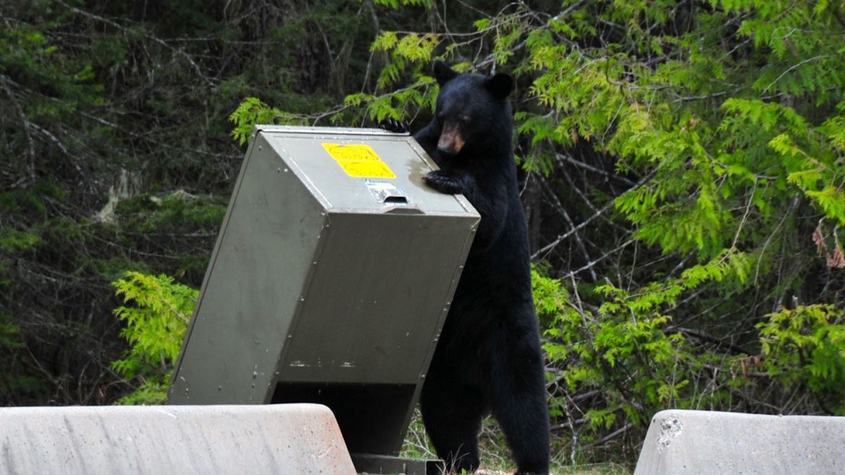 Bear and garbage can
