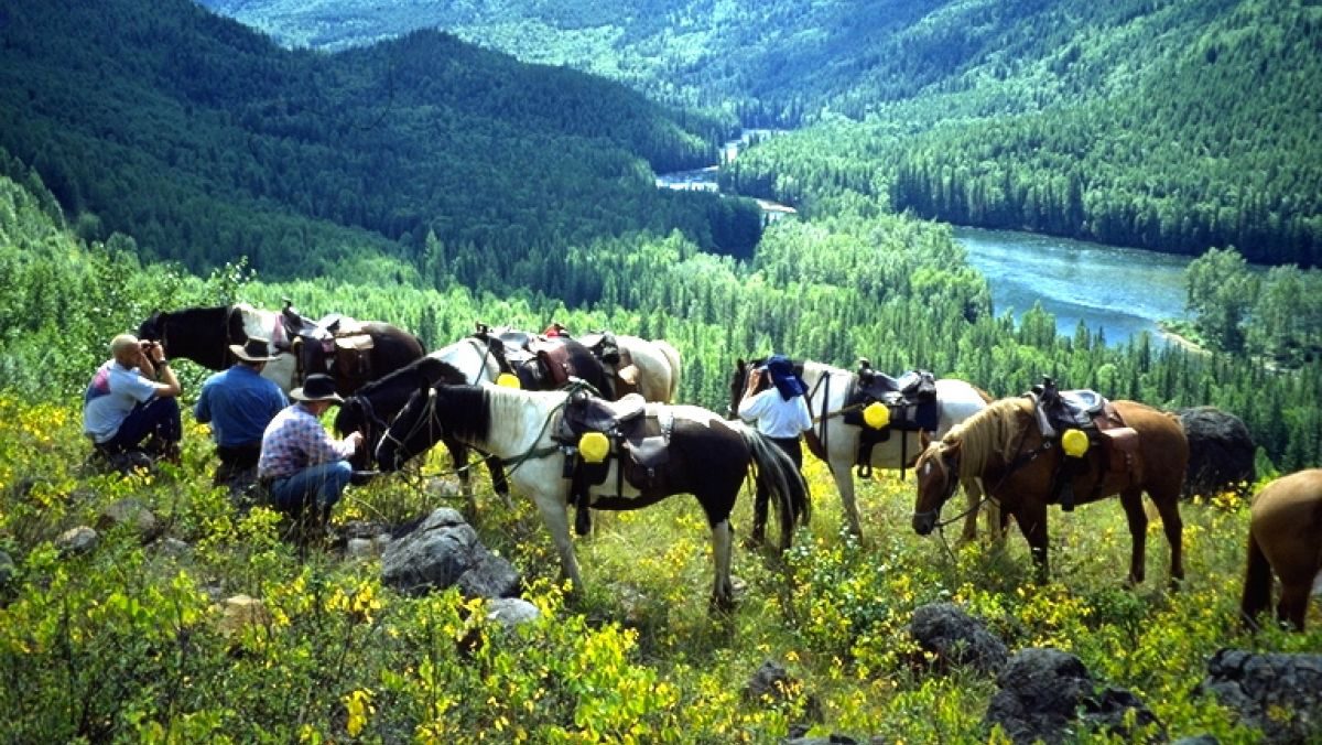 Horses on trail ride