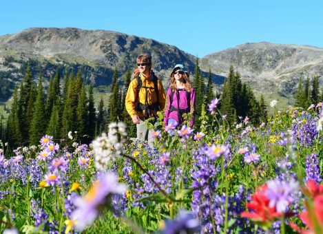 Trophy Meadows Wildflower Bloom Update | trophy mtn hikers