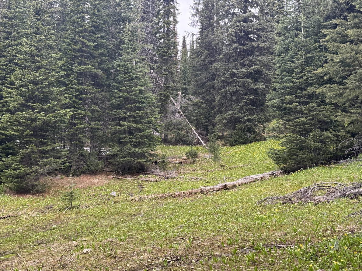 Trophy Mountain Meadows Wildflower & Trail Conditions Update (June 2026) | IMG 3251