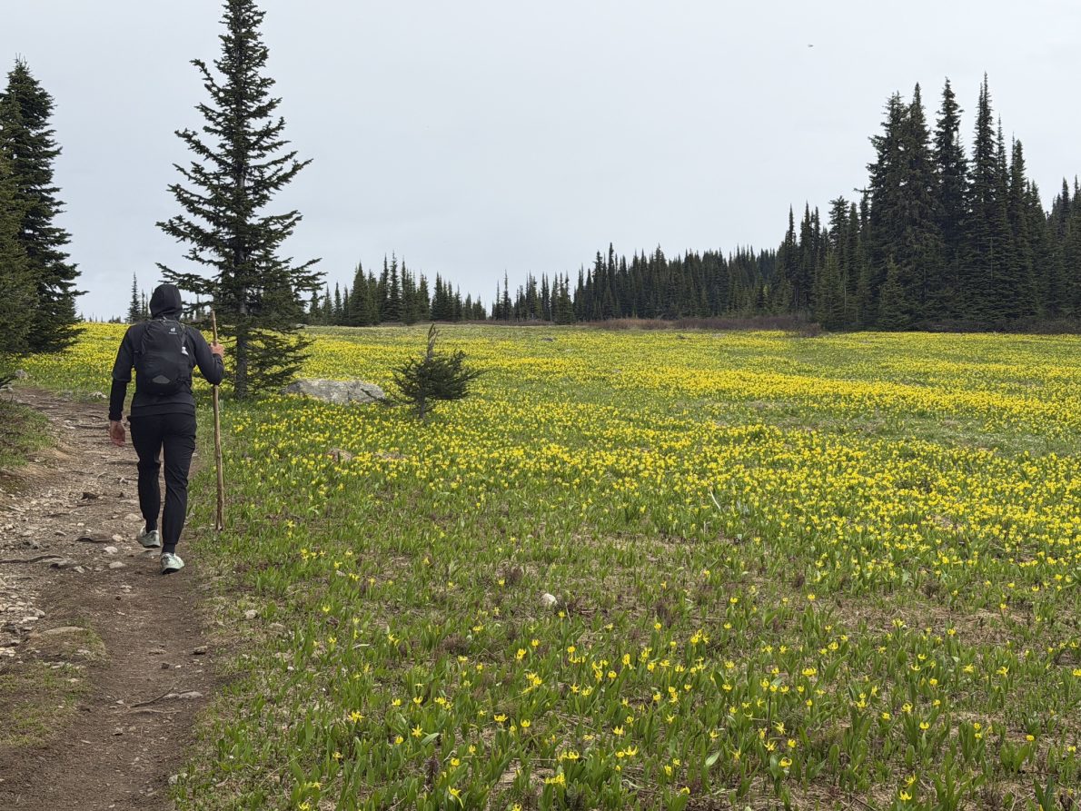 Trophy Mountain Meadows Wildflower & Trail Conditions Update (June 2026) | IMG 3260