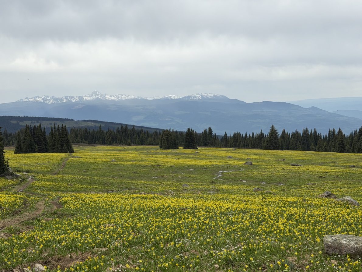 Trophy Mountain Meadows Wildflower & Trail Conditions Update (June 2026) | IMG 3268