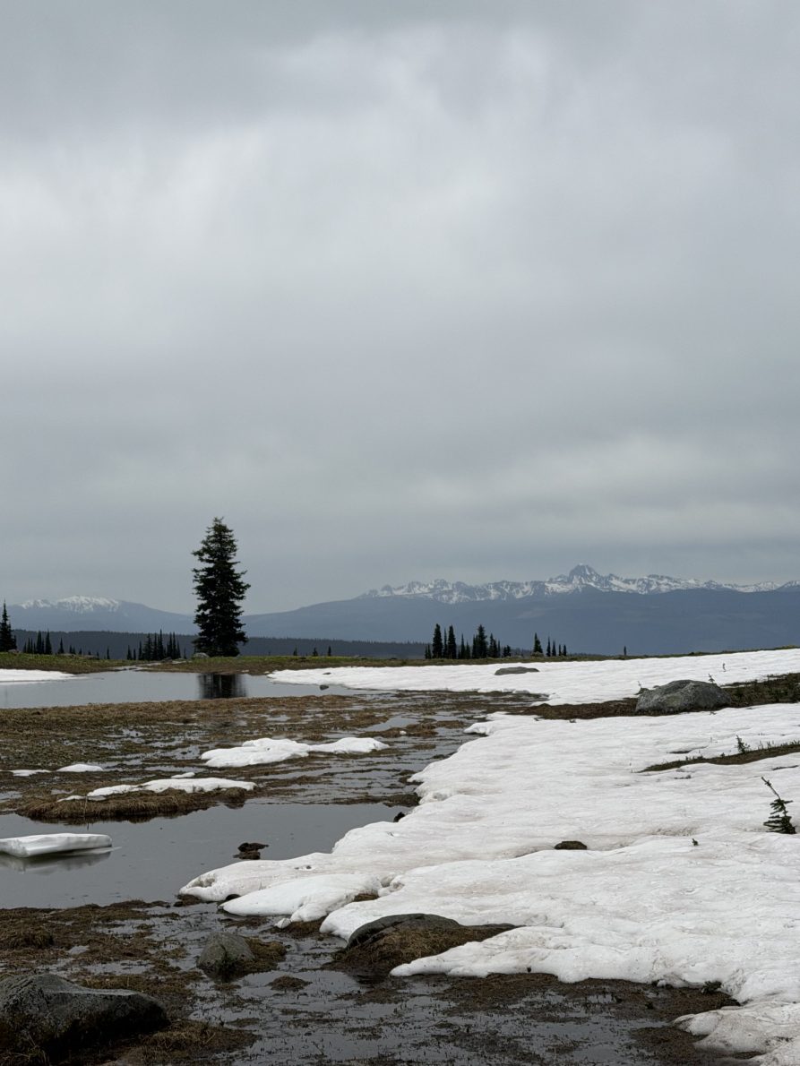 Trophy Mountain Meadows Wildflower & Trail Conditions Update (June 2026) | IMG 3269