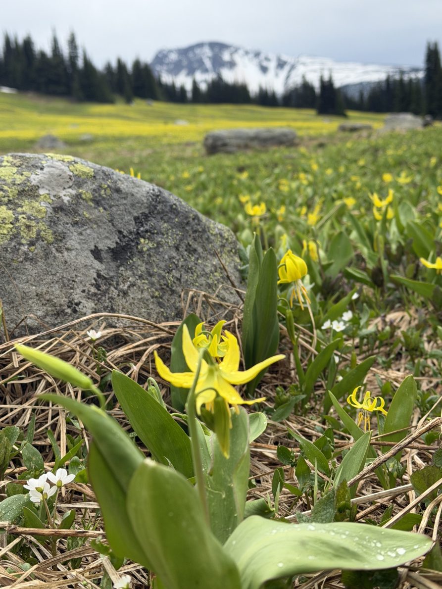 Trophy Mountain Meadows Wildflower & Trail Conditions Update (June 2026) | IMG 3278