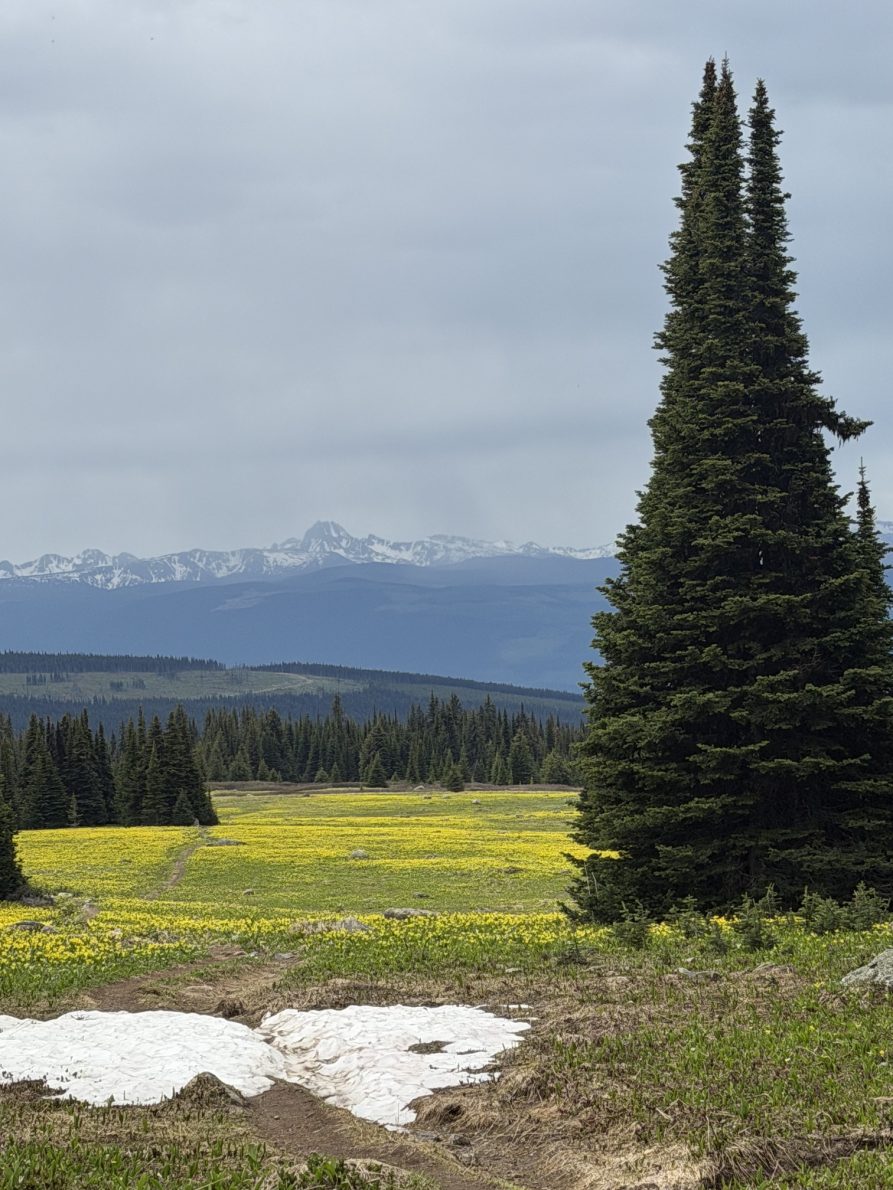 Trophy Mountain Meadows Wildflower & Trail Conditions Update (June 2026) | IMG 3283
