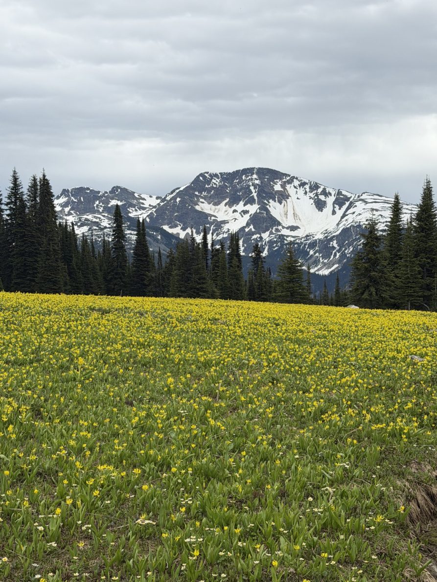 Trophy Mountain Meadows Wildflower & Trail Conditions Update (June 2026) | IMG 3291