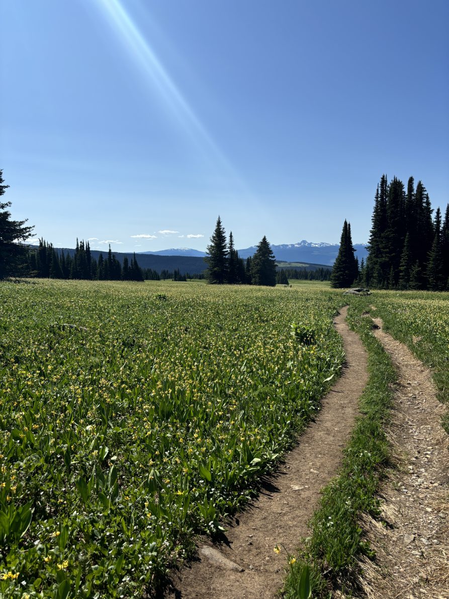Trophy Mountain Meadows Wildflower & Trail Conditions Update (June 2026) | Photo 2024 07 11 11 04 18 AM