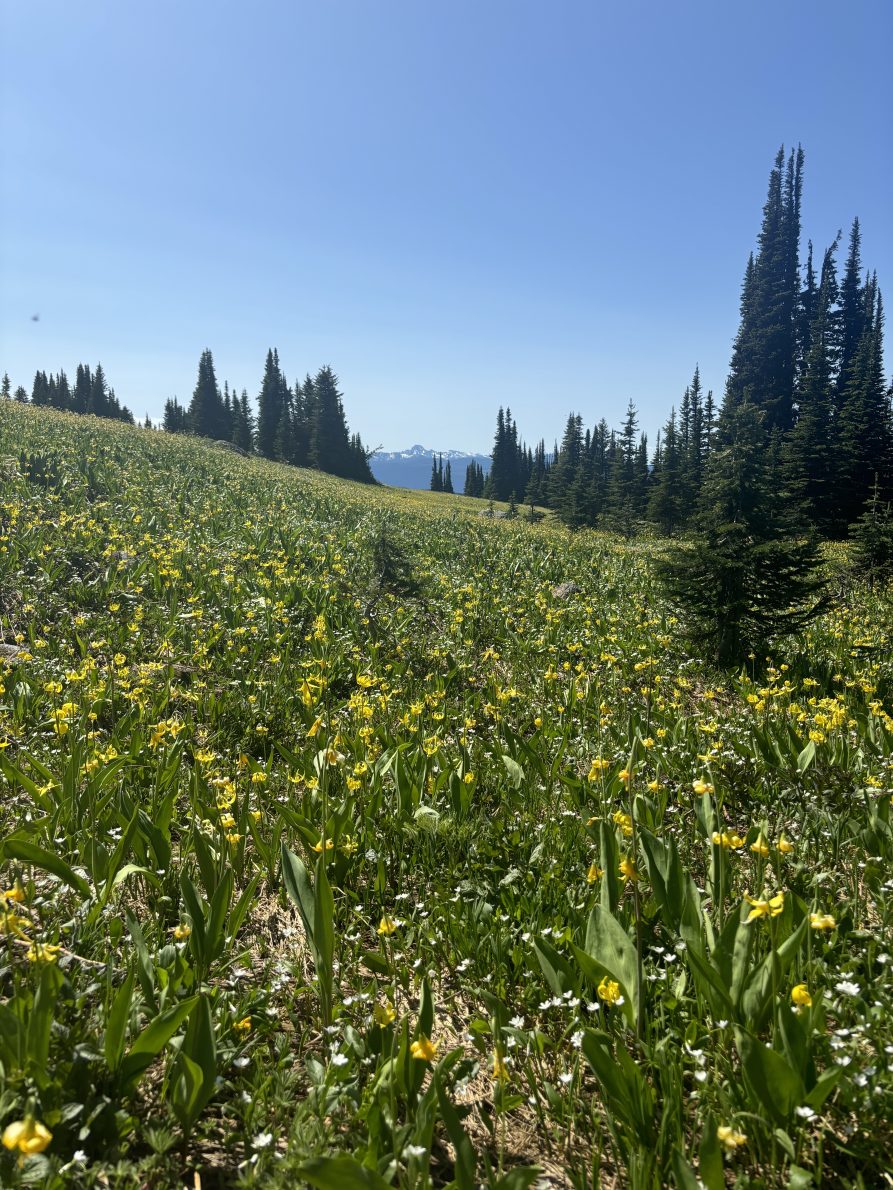 Trophy Mountain Meadows Wildflower & Trail Conditions Update (June 2026) | Photo 2024 07 11 11 20 12 AM