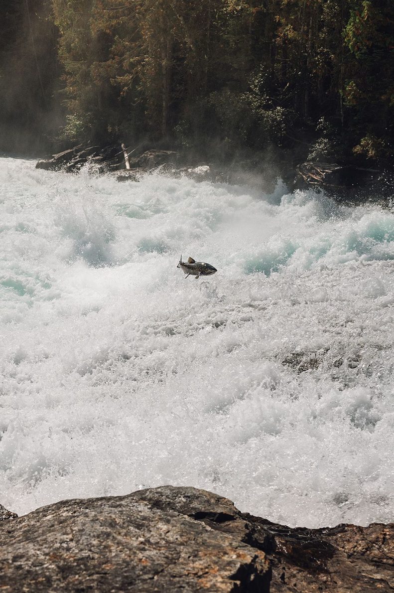 Your Guide to a Fall Getaway in Clearwater & Wells Gray | VH3Rr7BA 1